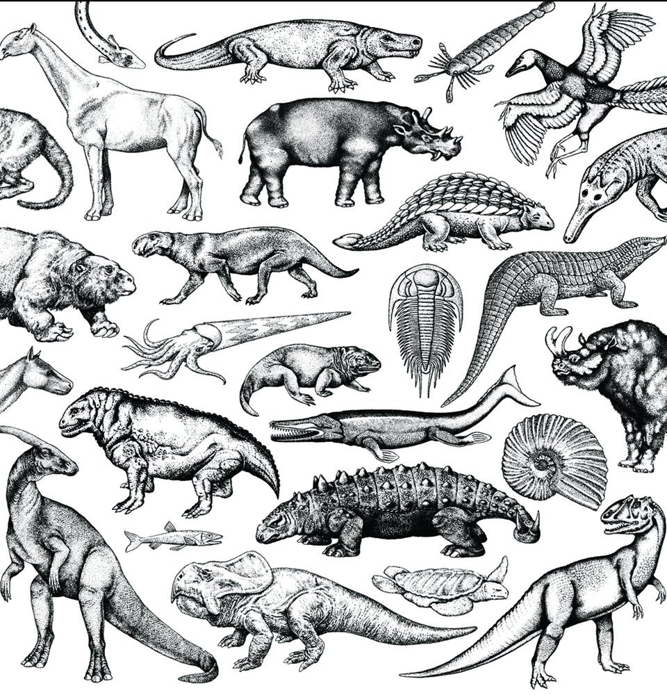 Moschops koupensis