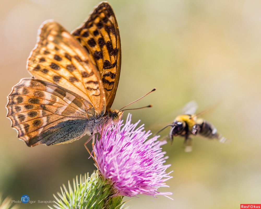 Бабочка Перламутровка Крым