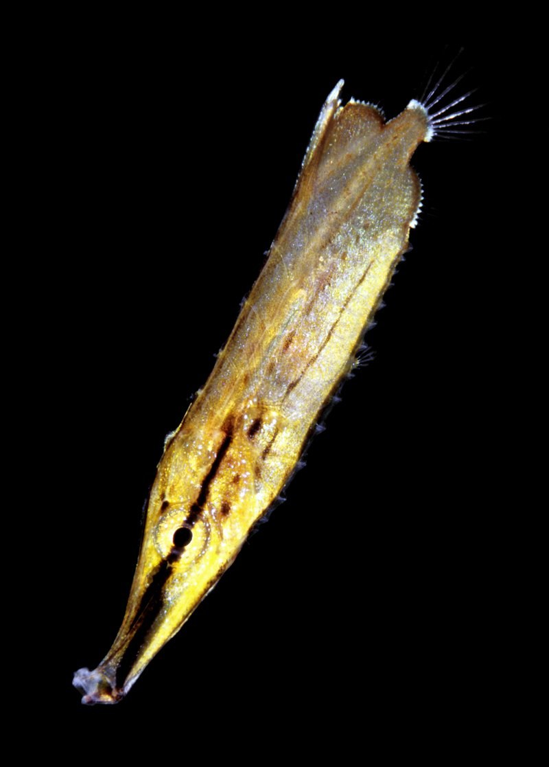 Aeoliscus strigatus