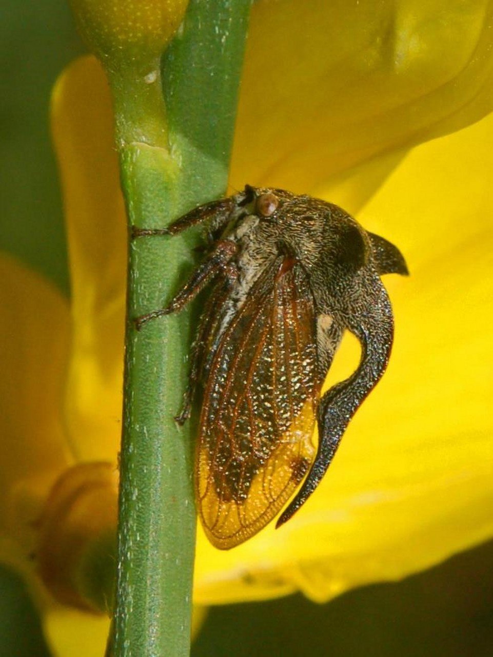 Pioranthus cornutus var. Rucshii