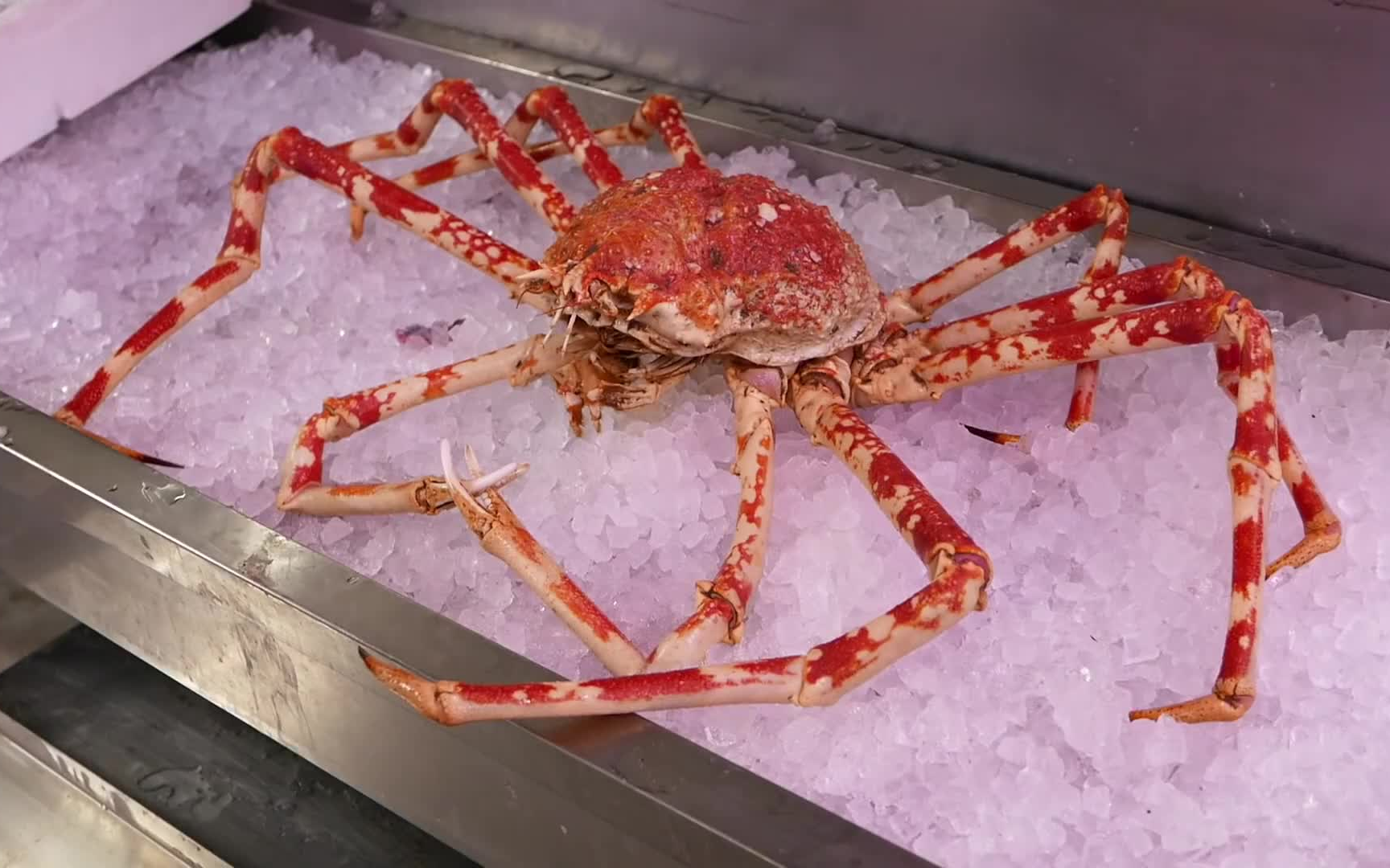 Japanese spider crab. Японский глубоководный краб паук. Японский паук-краб гигантский краб. Japanese Spider Crab японский краб-паук. Японский Королевский краб.