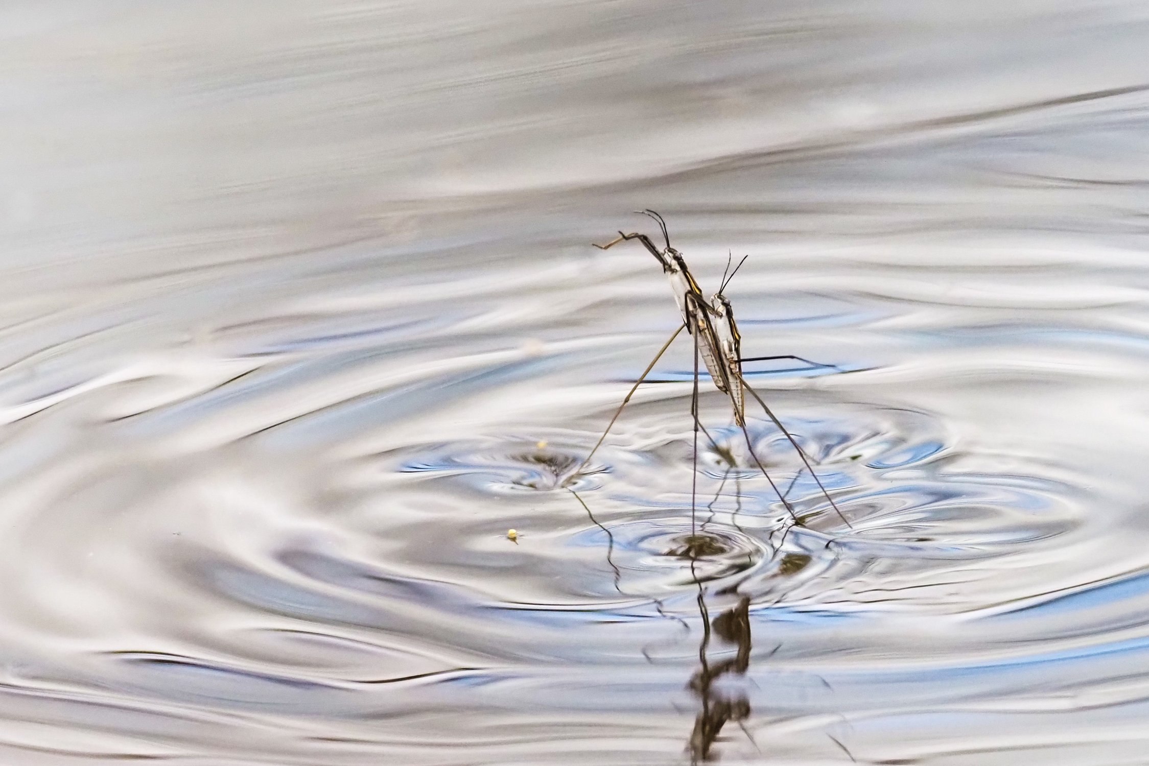 Водомерка птичка. Яйца водомерки. Лапки водомерки. Водомерка рисунок.