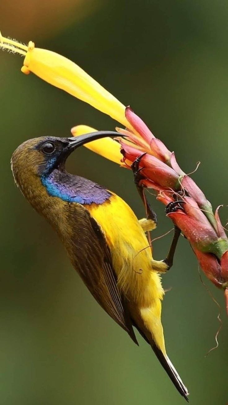 Желтобрюхая нектарница