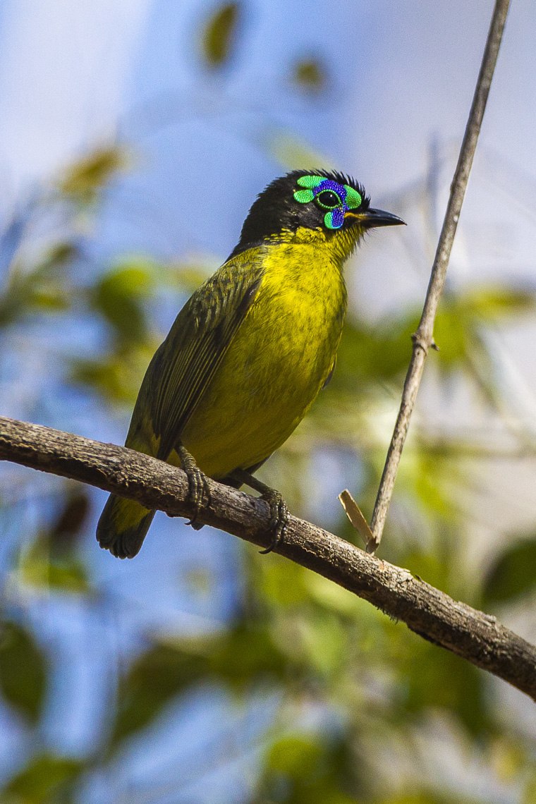Philepitta schlegeli
