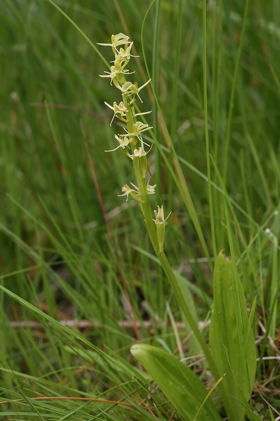 Липарис Лезеля (Liparis loeselii)