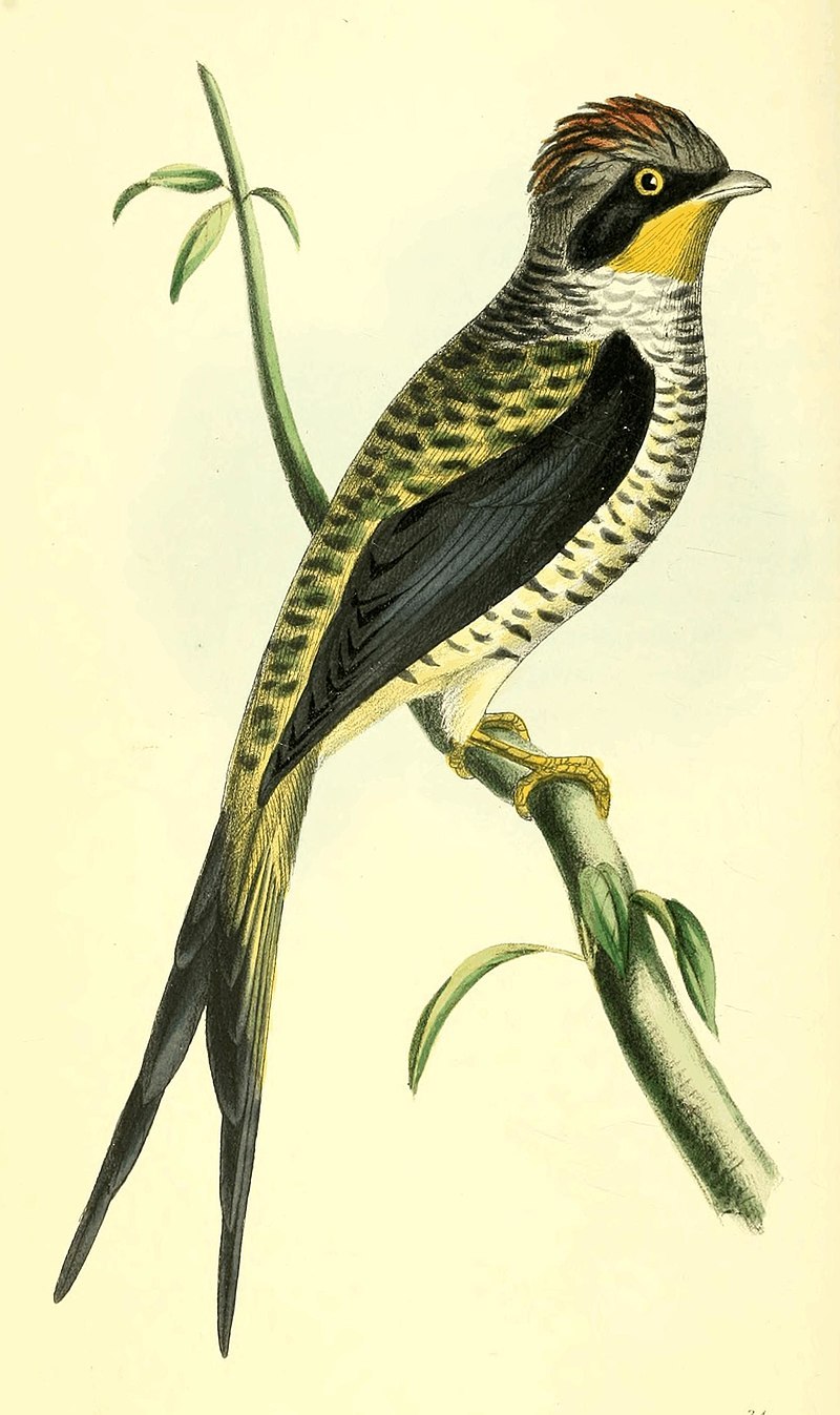 Phibalura flavirostris