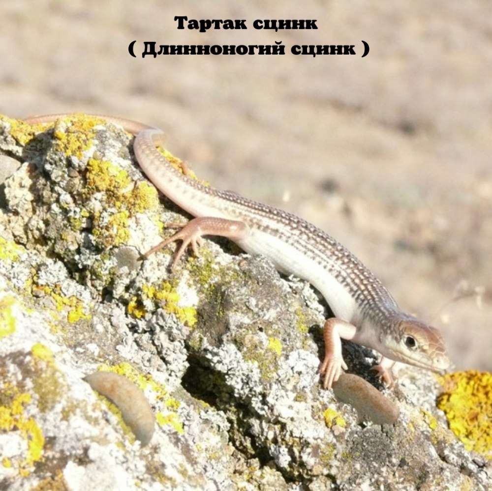 Ящерицы обитающие в Подмосковье