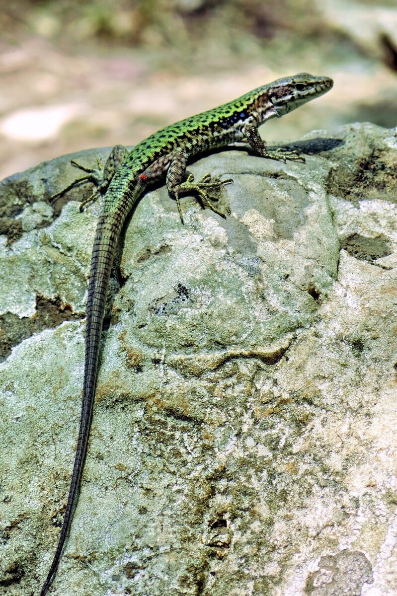 Ящерица прыткая горнокрымская