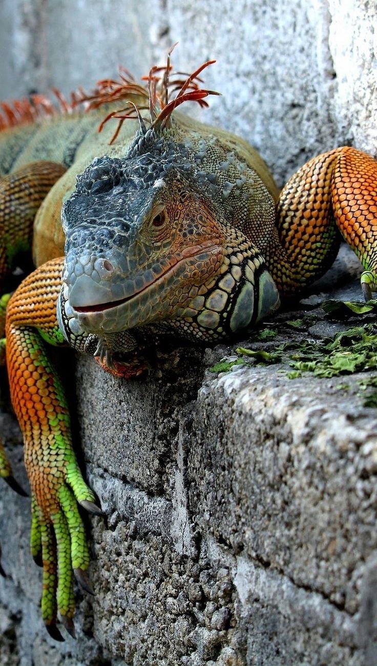 Ящерица игуана