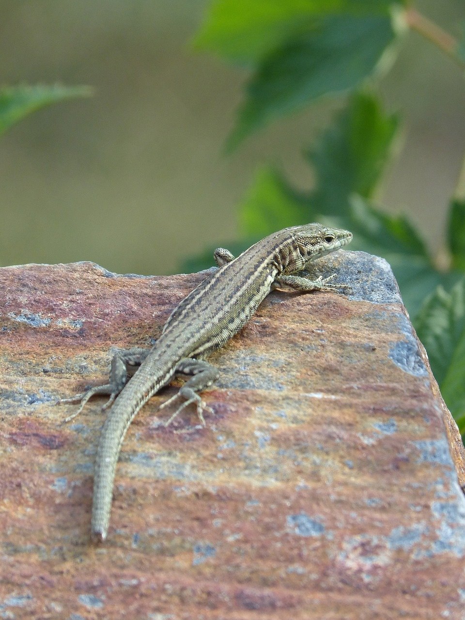 Ящерица прыткая горнокрымская