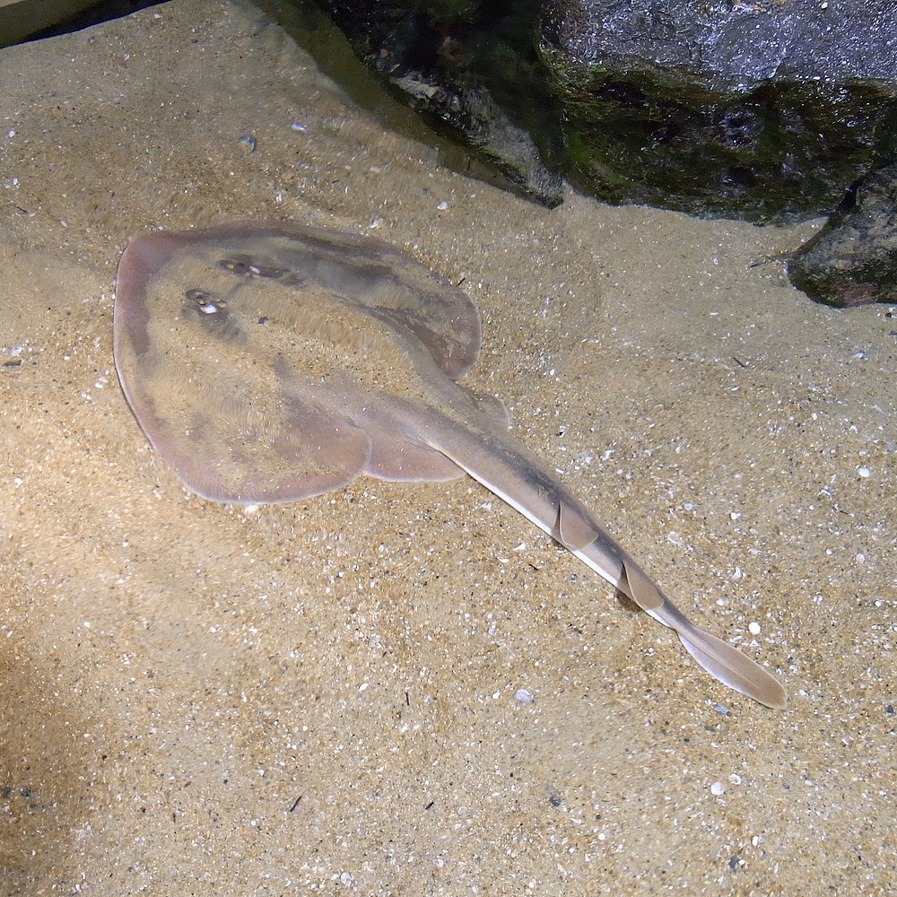 Самый опасный Скат