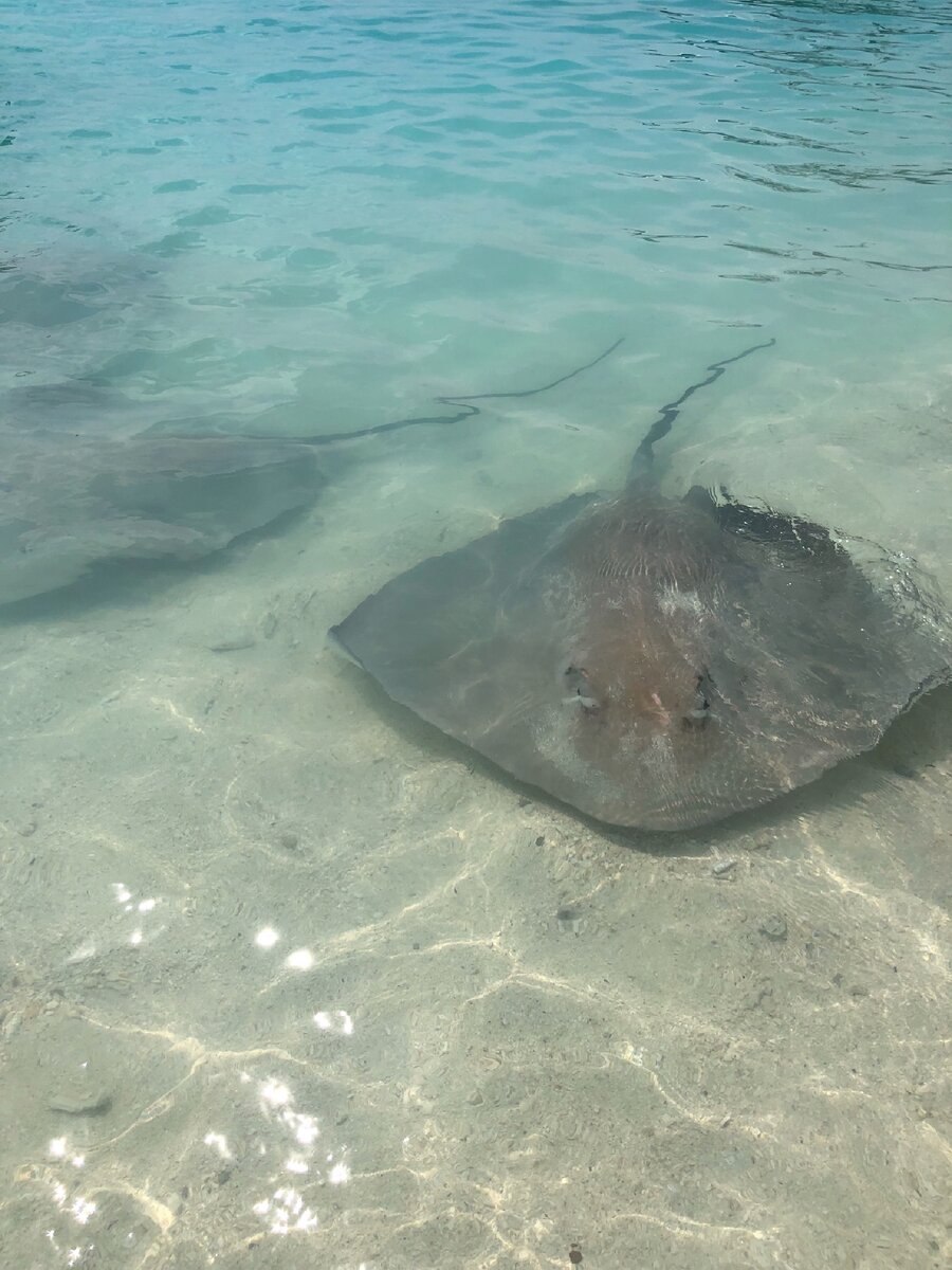 Китайский дисковый скат