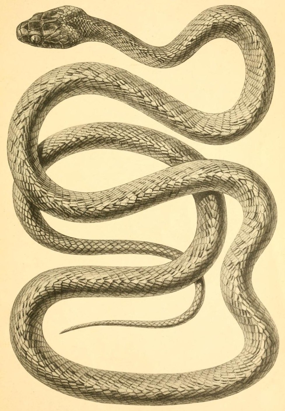 Boiga guangxiensis