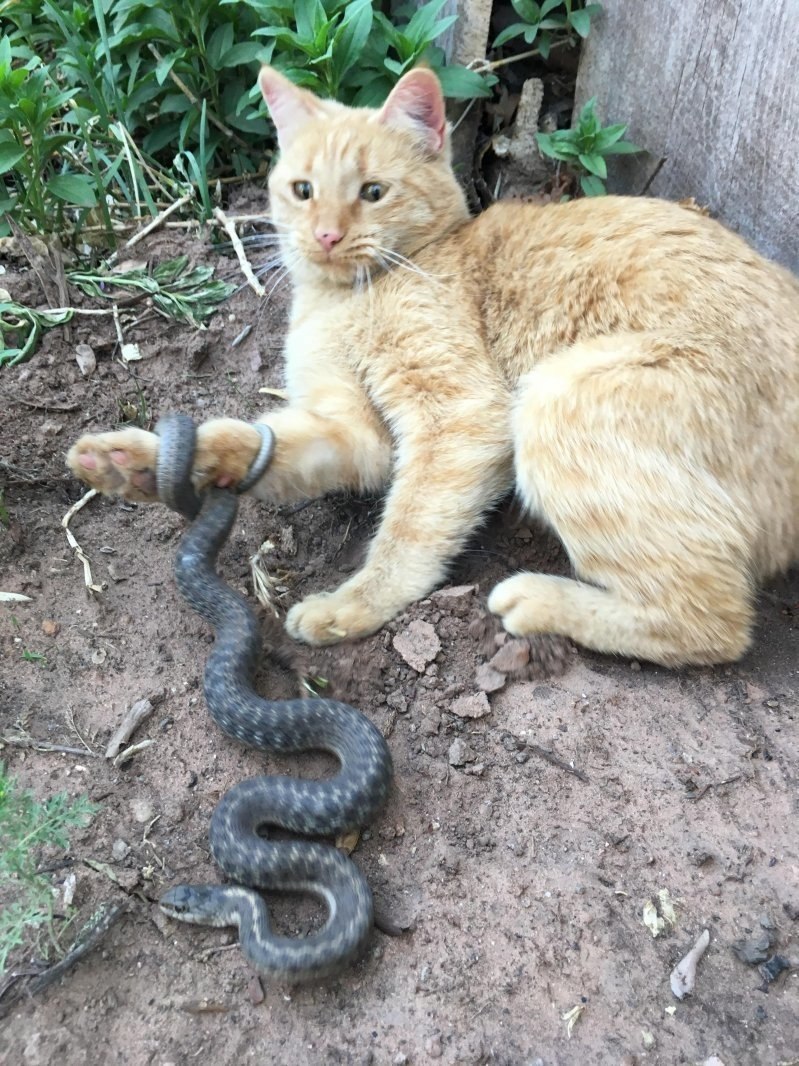 Кошка и змея