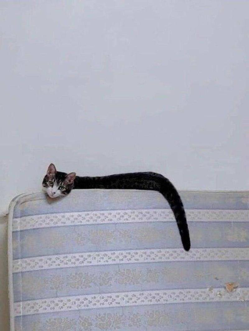 Змеекот котозмей