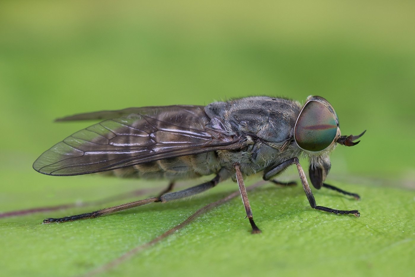 Слепень это. Tabanus bromius. Слепень Tabanus. Овод Шершень слепень. Слепни (Tabanidae).