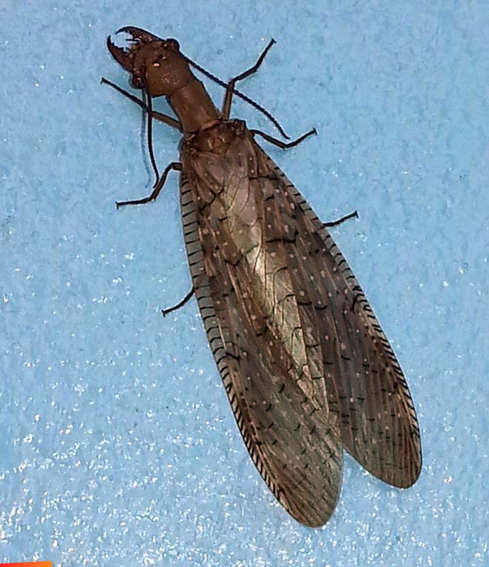Коридалиды Dobsonfly