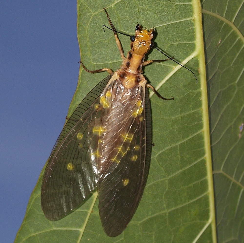 Protohermes Grandis