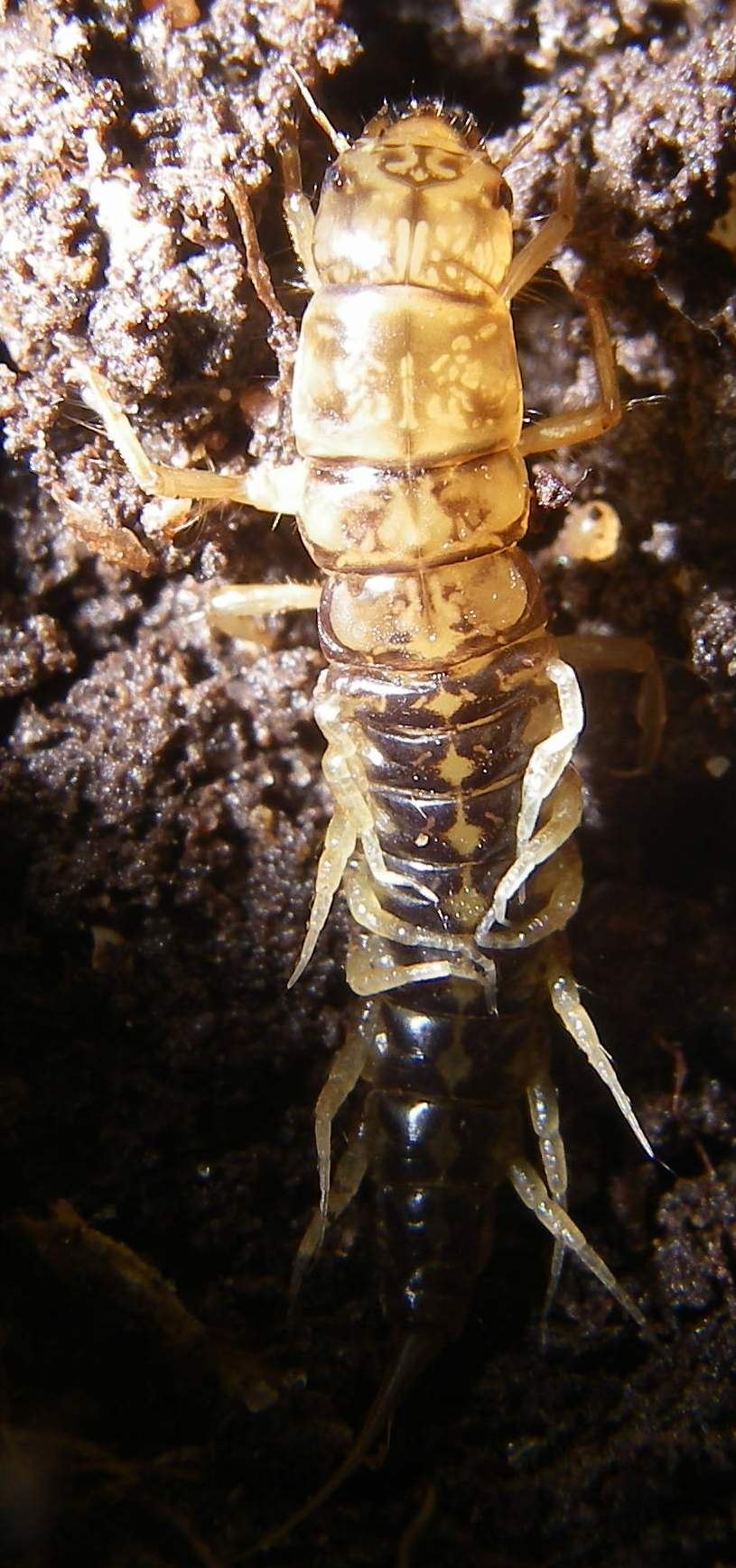 Sialis sordida