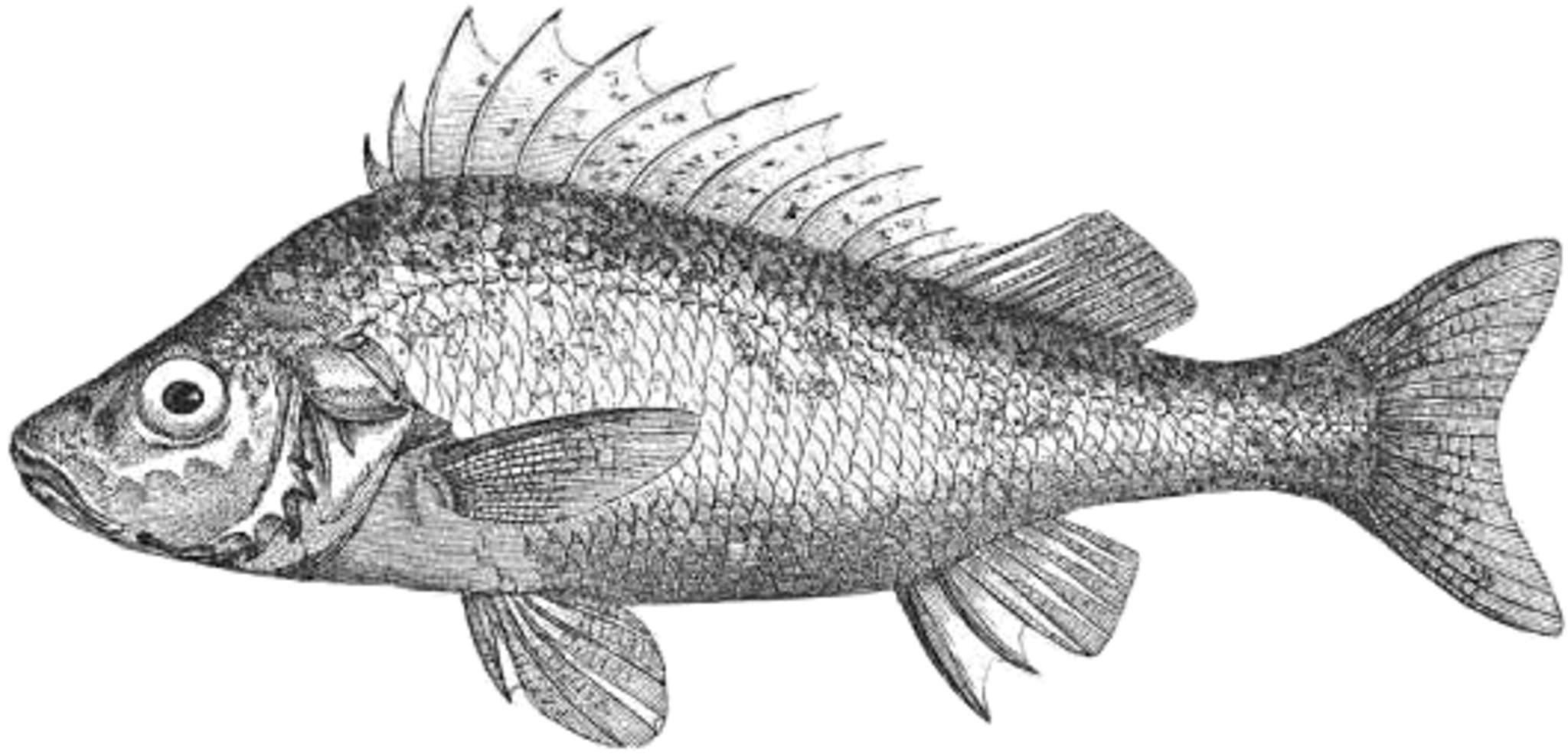 Прочитайте рыбе вода. Обыкновенный ёрш Gymnocephalus cernuus. Acerina. Ершей (Acerina. Донской ёрш.