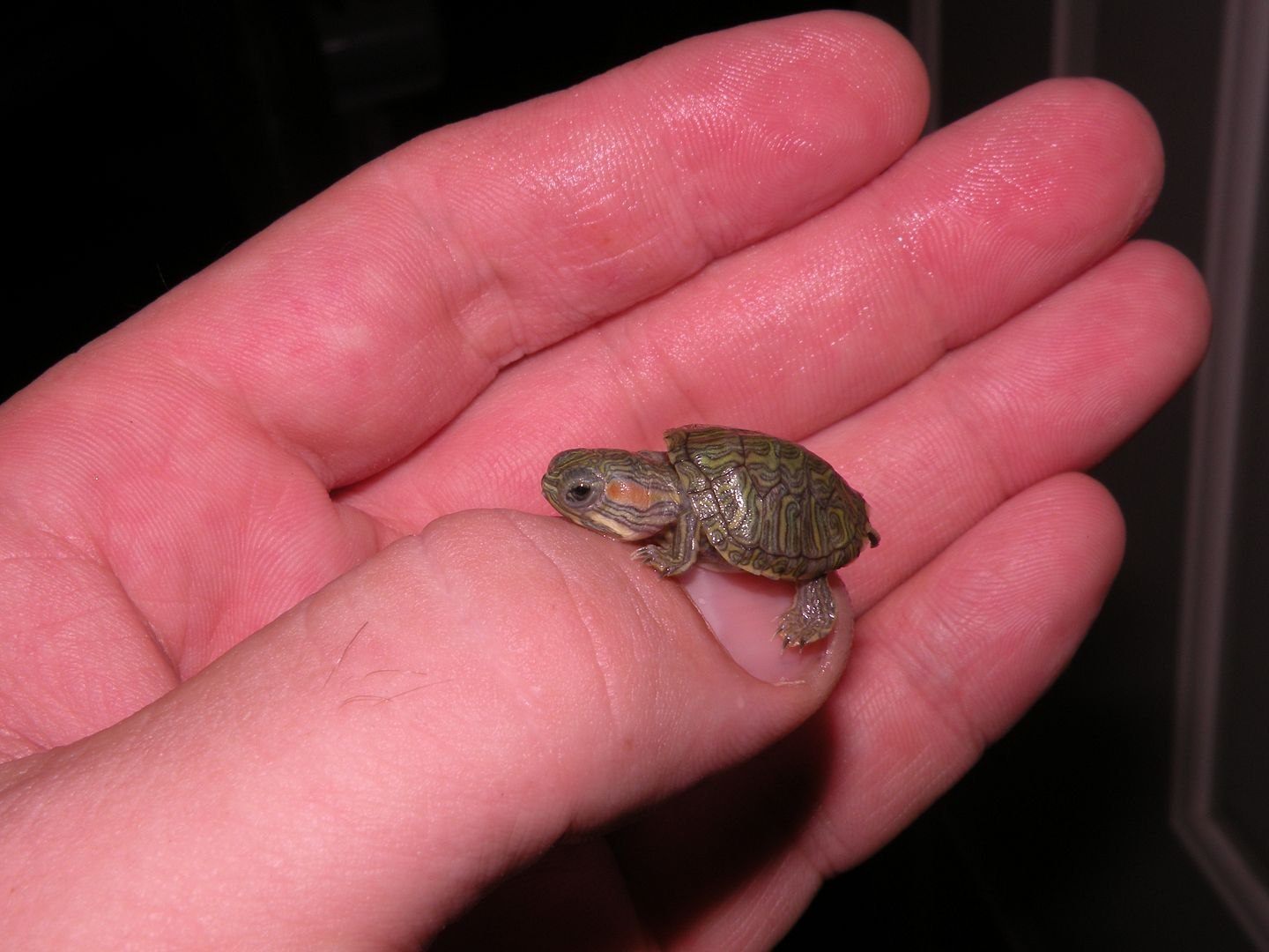Малыш черепахи. Черепашка красноухая маленькая. Малюсенькие красноухие черепахи. Красноухая Болотная черепаха. Красноухая черепаха маленькая.