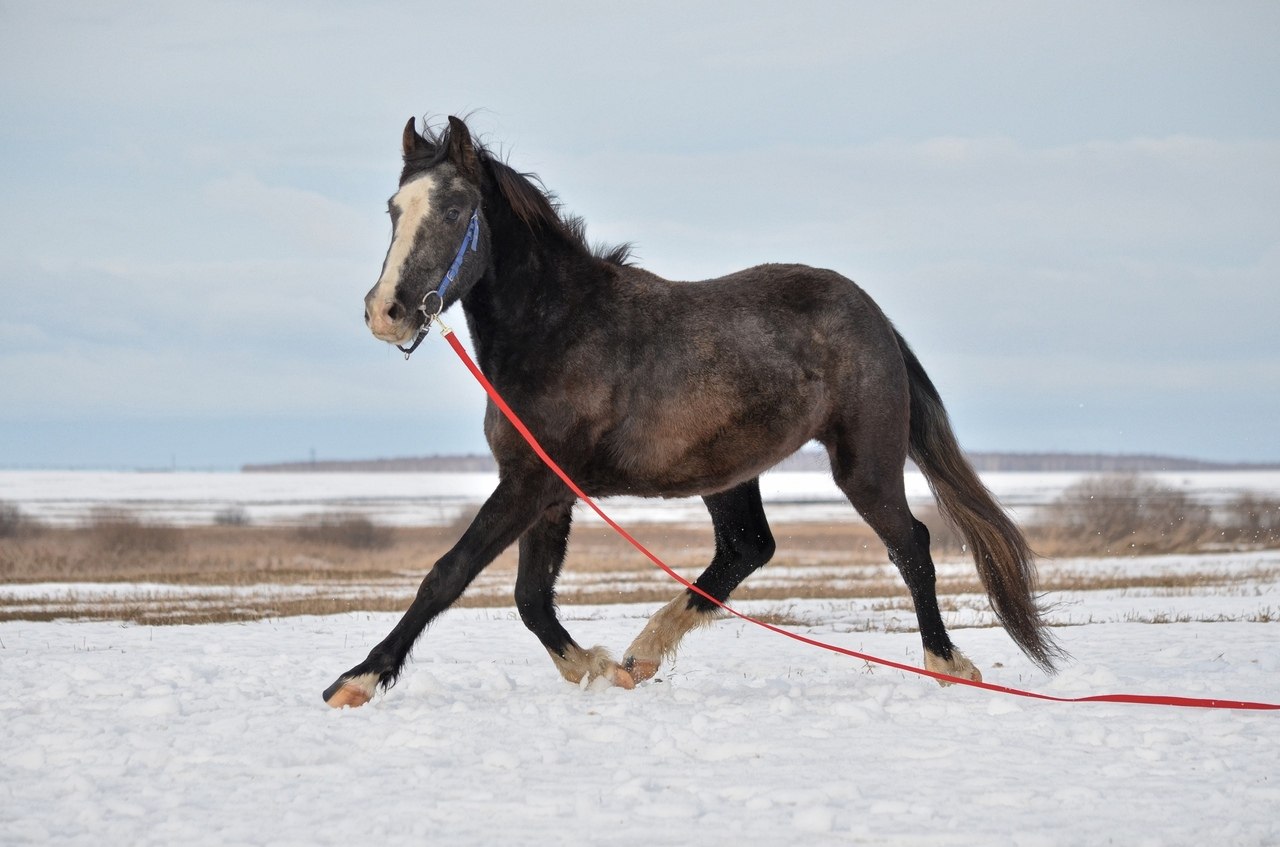 Лошадь 145 см в холке. Мерин лошадь. Беарнский мерин.