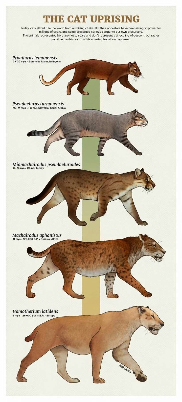 Предки кошачьих Эволюция