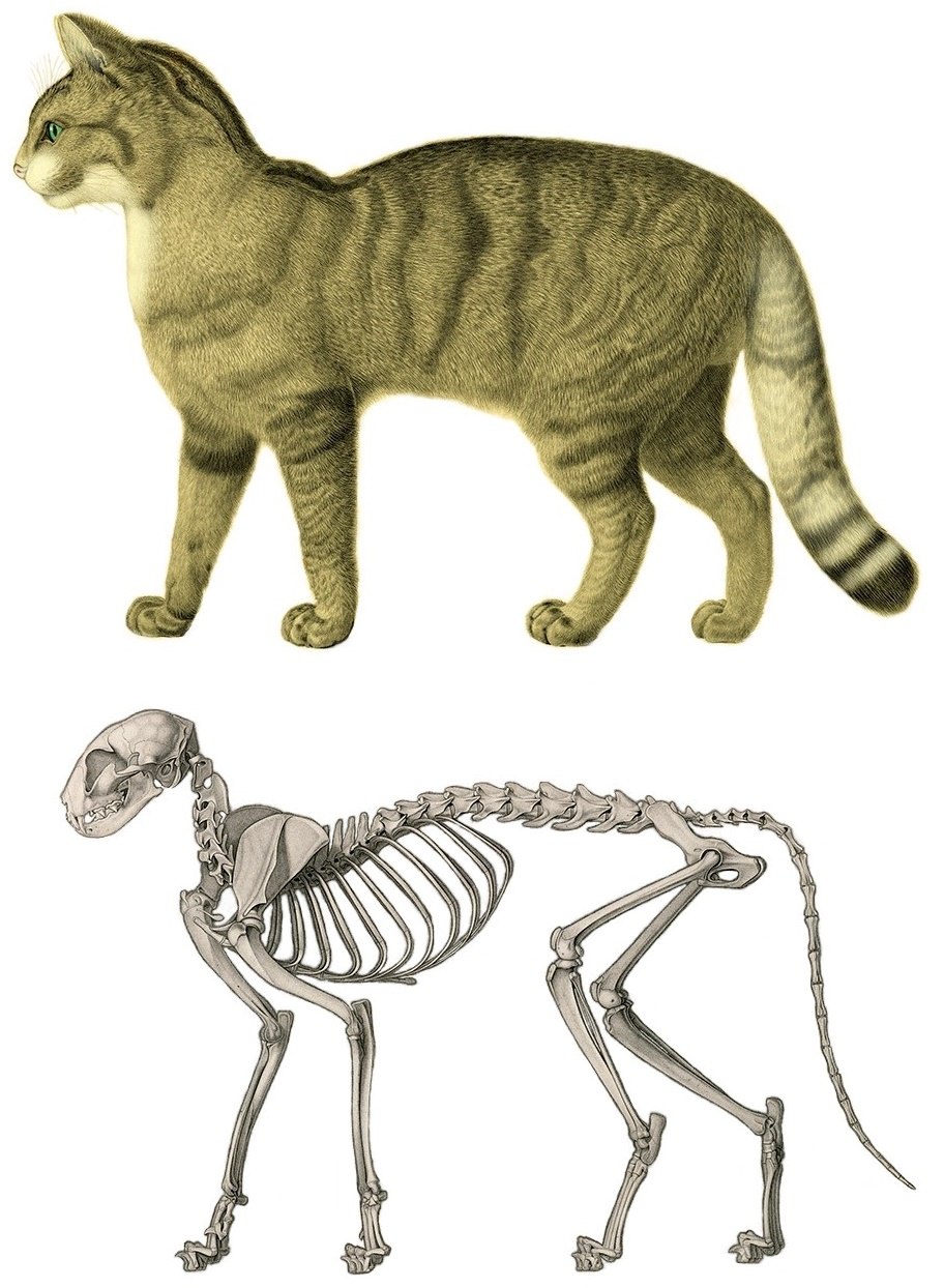Скелет кошки