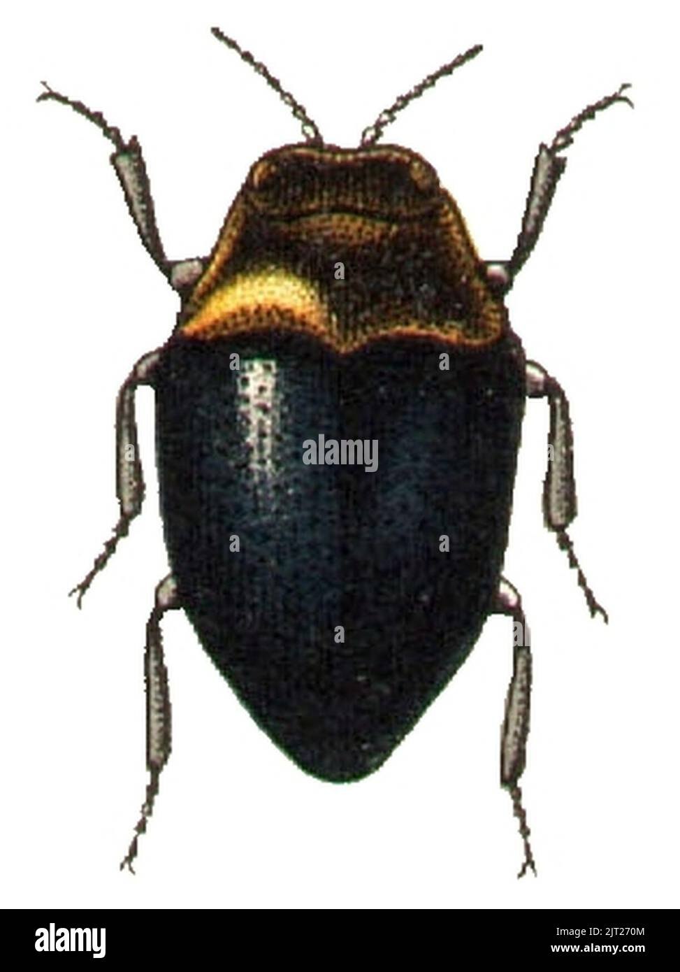 Жук троглодит