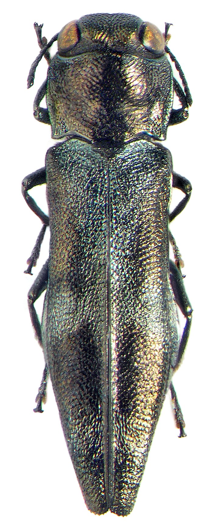 Златки крошки