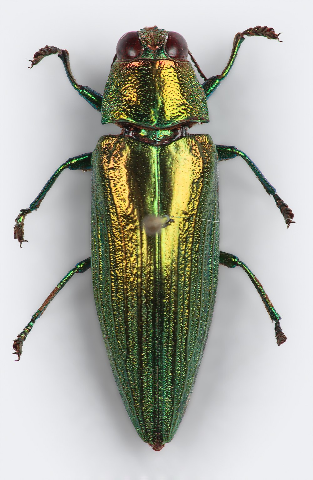 Изумрудная Златка Жук