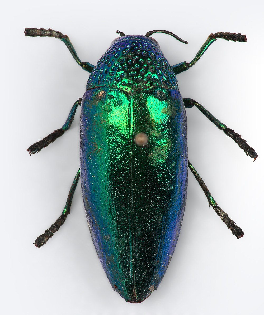 Златка Жук вредитель