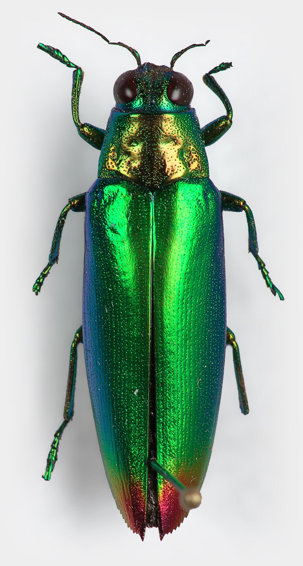 Крылья Жук бронзовка