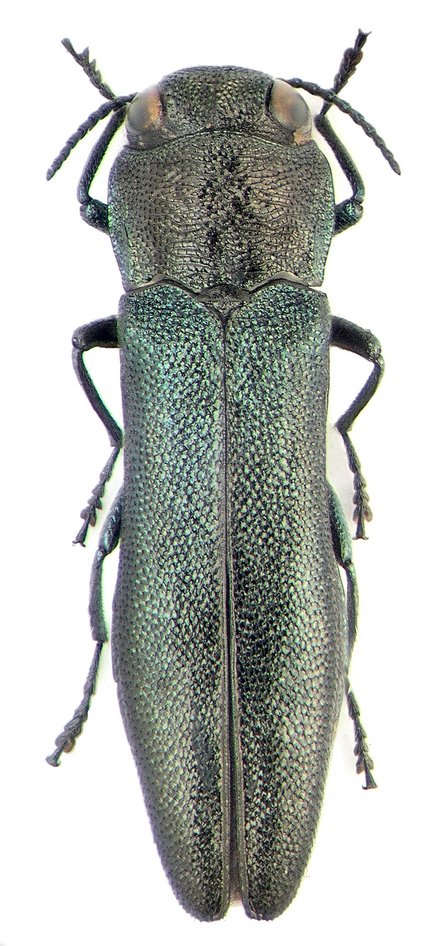 Корейская узкотелая Златка