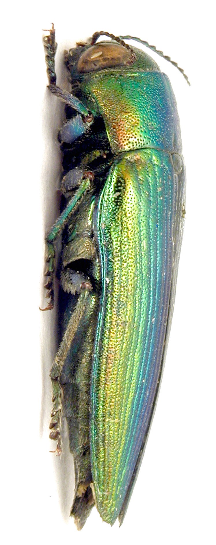 Жук Buprestidae