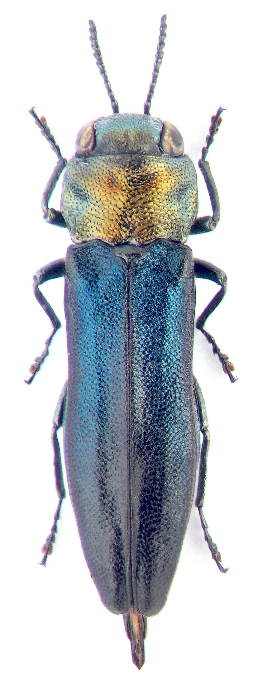 Златка узкотелая Тополёвая