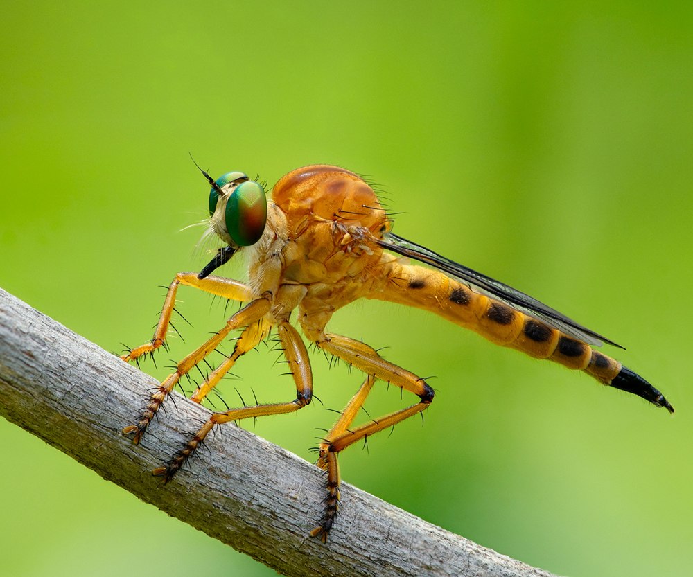 Asilidae Ктыри