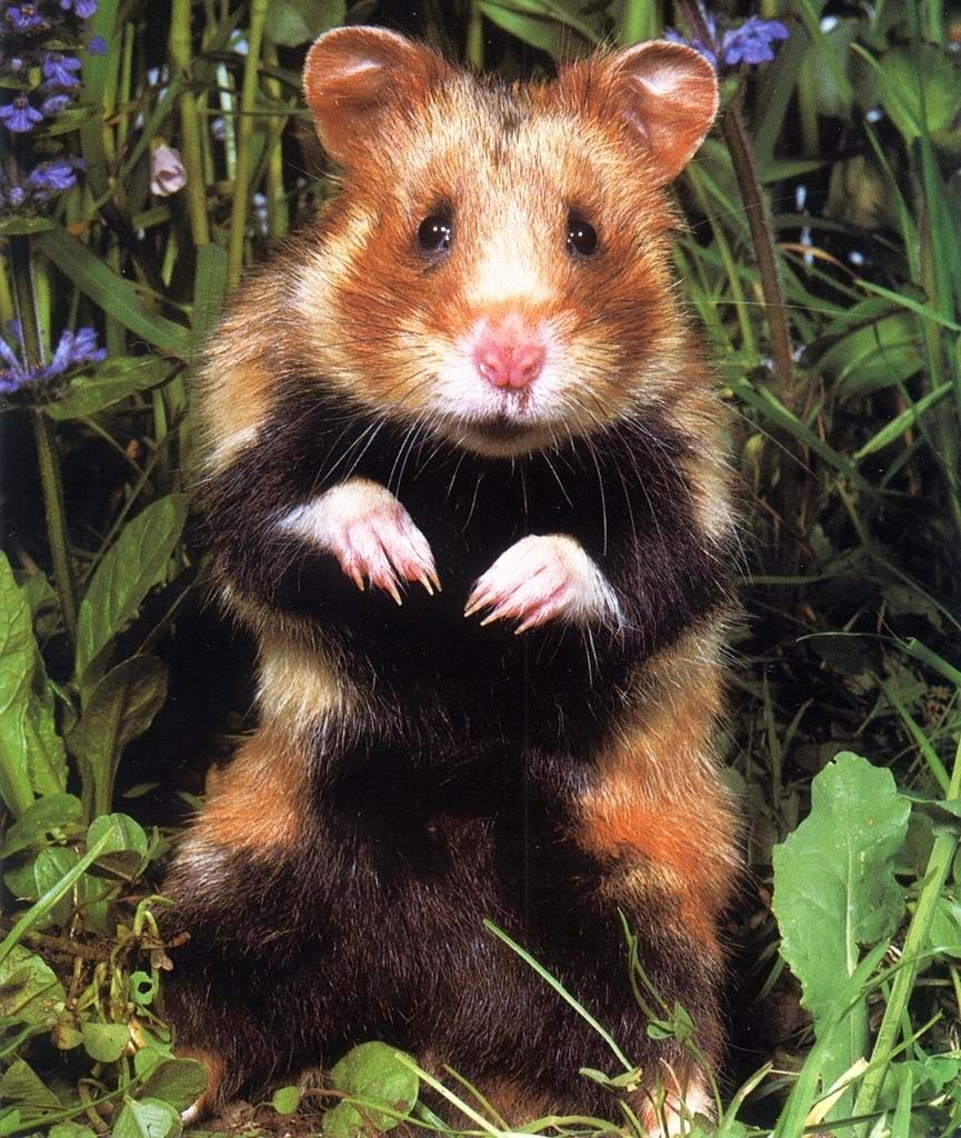 Дикий хомяк карбыш