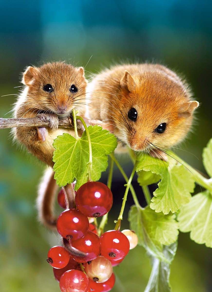 Орешниковая Соня