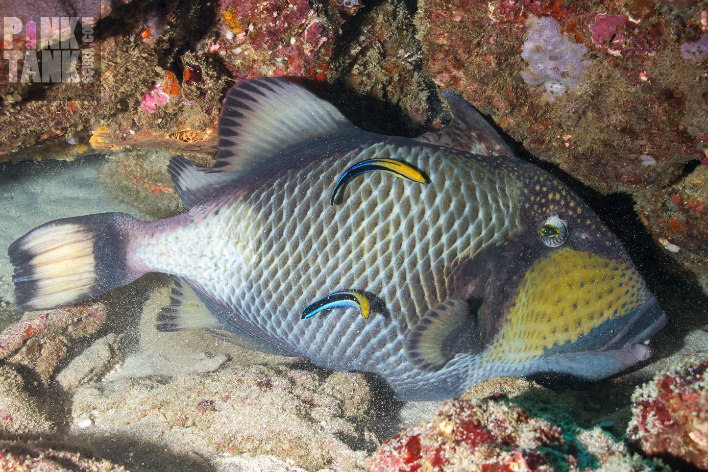 Рыбы существуют. Рыба губанчик. Рыбки чистильщики. Cleaner Wrasse Fish. Губанчики на рыбе.