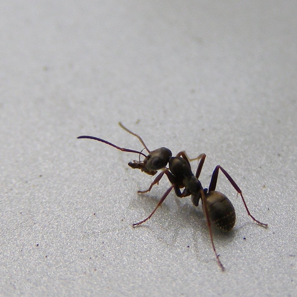 Черный муравей. Садовые муравьи. Черный Лесной муравей. Маленькие муравьи.