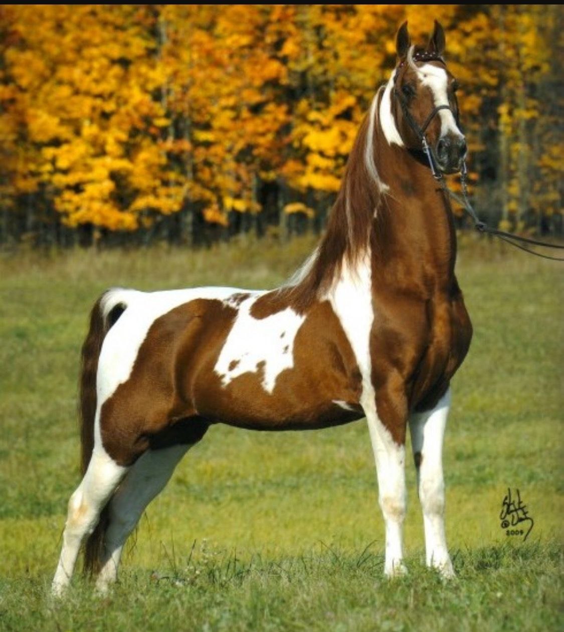 Американская верховая. Хакнэ порода лошадей. Американская верховая лошадь. Американский сэддлбред. American Saddlebred.
