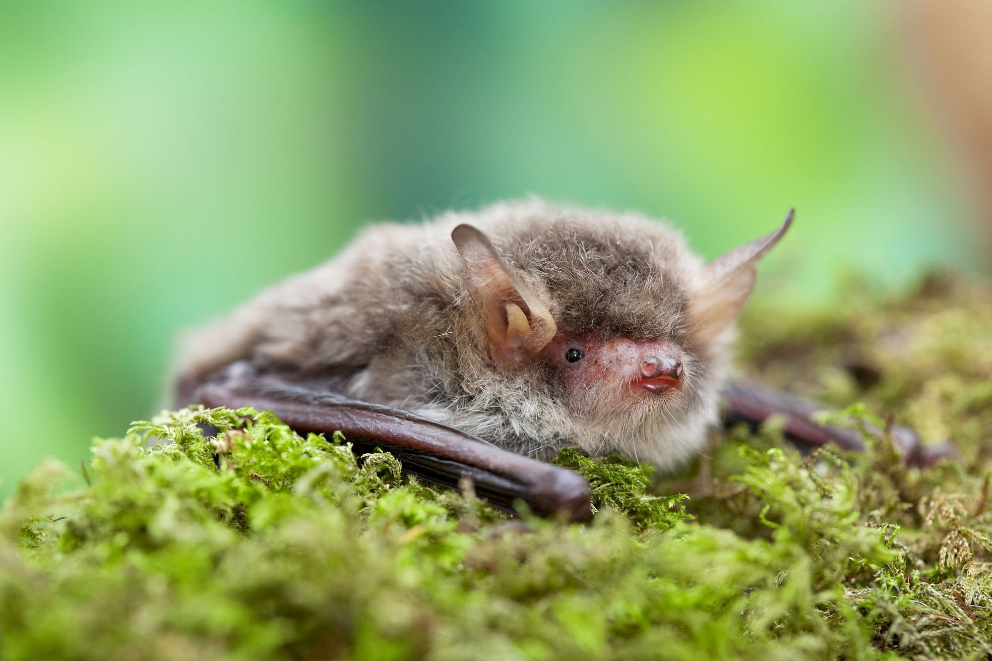 Ночница. Ночница Наттерера. Ночница Наттерера (Myotis nattereri). Летучая мышь ночница Наттерера.