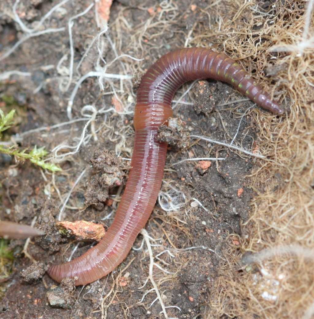 Белый червь обыкновенный. Червь Земляной (Lumbricus terrestris). Красный червь (Lumbricus rubellus. Дождевой выползок дождевой червь.