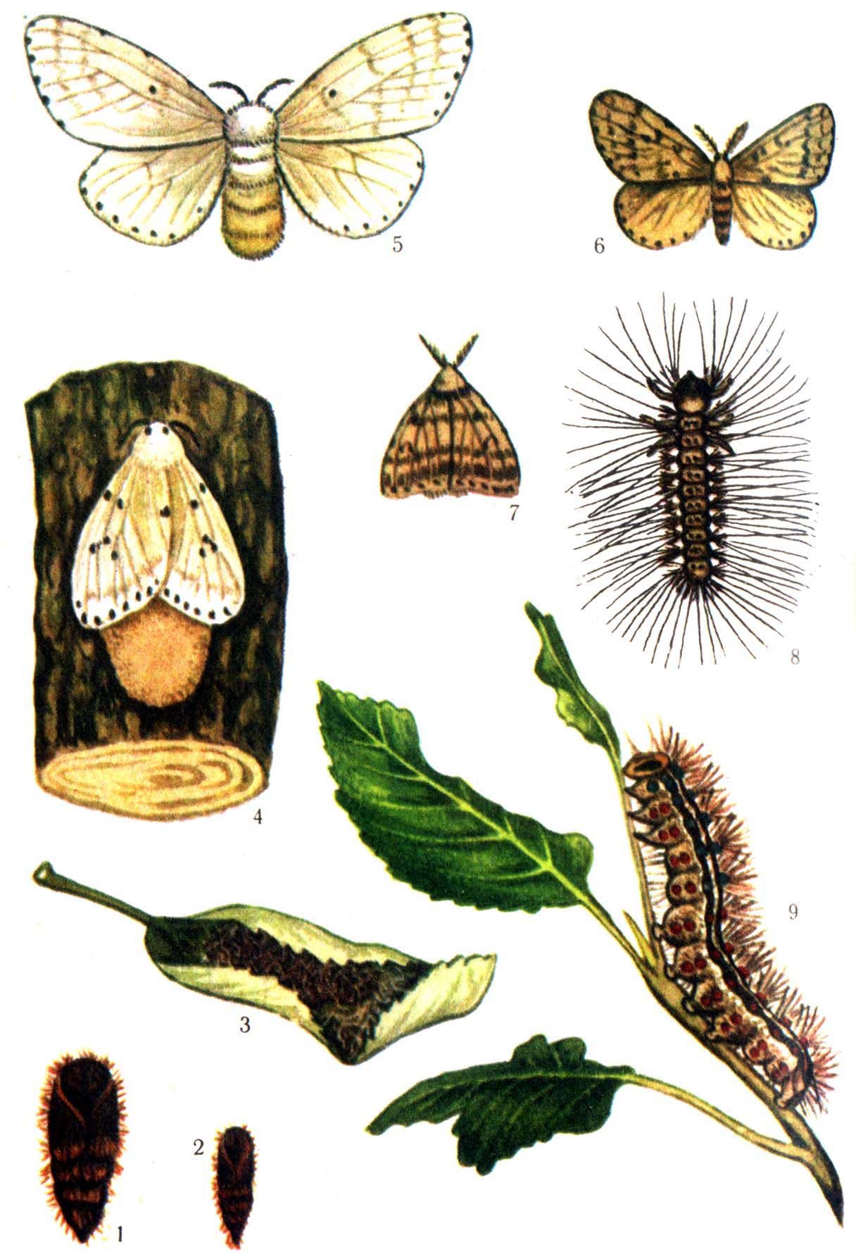 Шелкопряд развитие. Непарный шелкопряд гусеница. Непарный тутовый шелкопряд. Имаго непарного шелкопряда. Кольчатый шелкопряд бабочка.