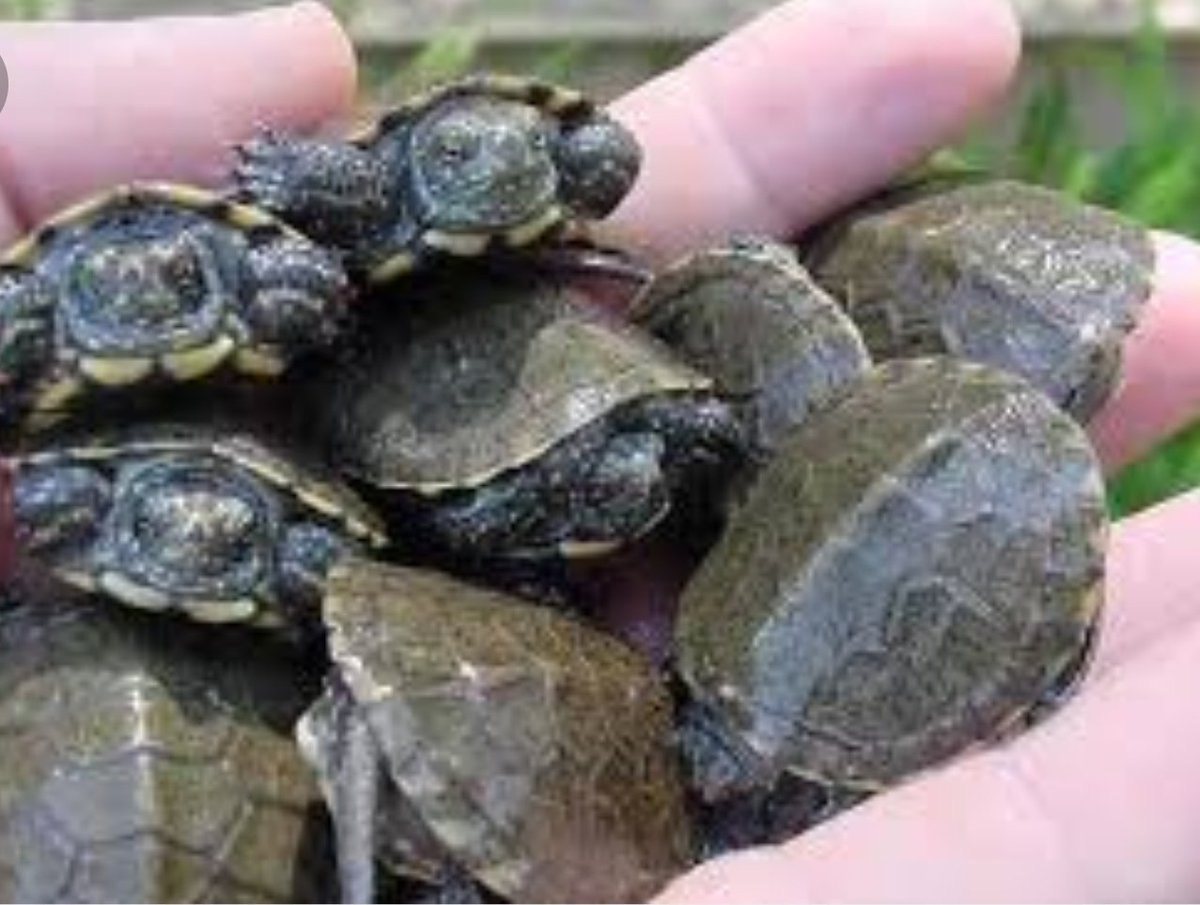 Чем питаются болотные. Красноухая Болотная черепаха. Черепашата европейской Болотной черепахи. Среднеазиатская Болотная черепаха. Европейская Болотная черепаха (Emys orbicularis).