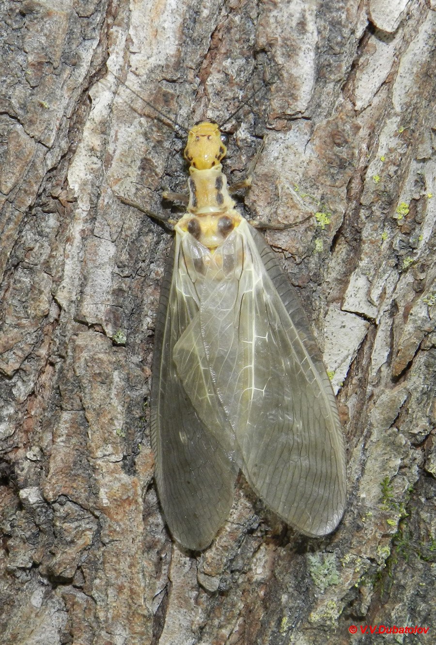 Protohermes Grandis