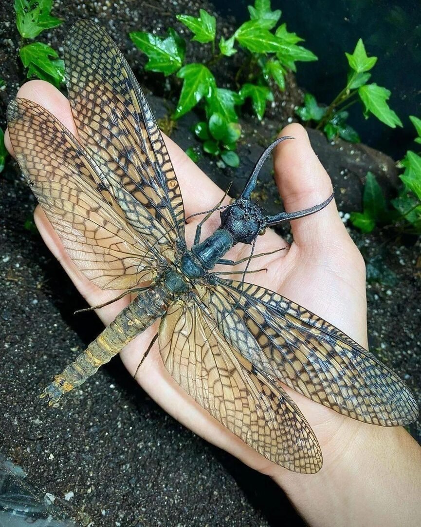 Китайская Муха Добсона