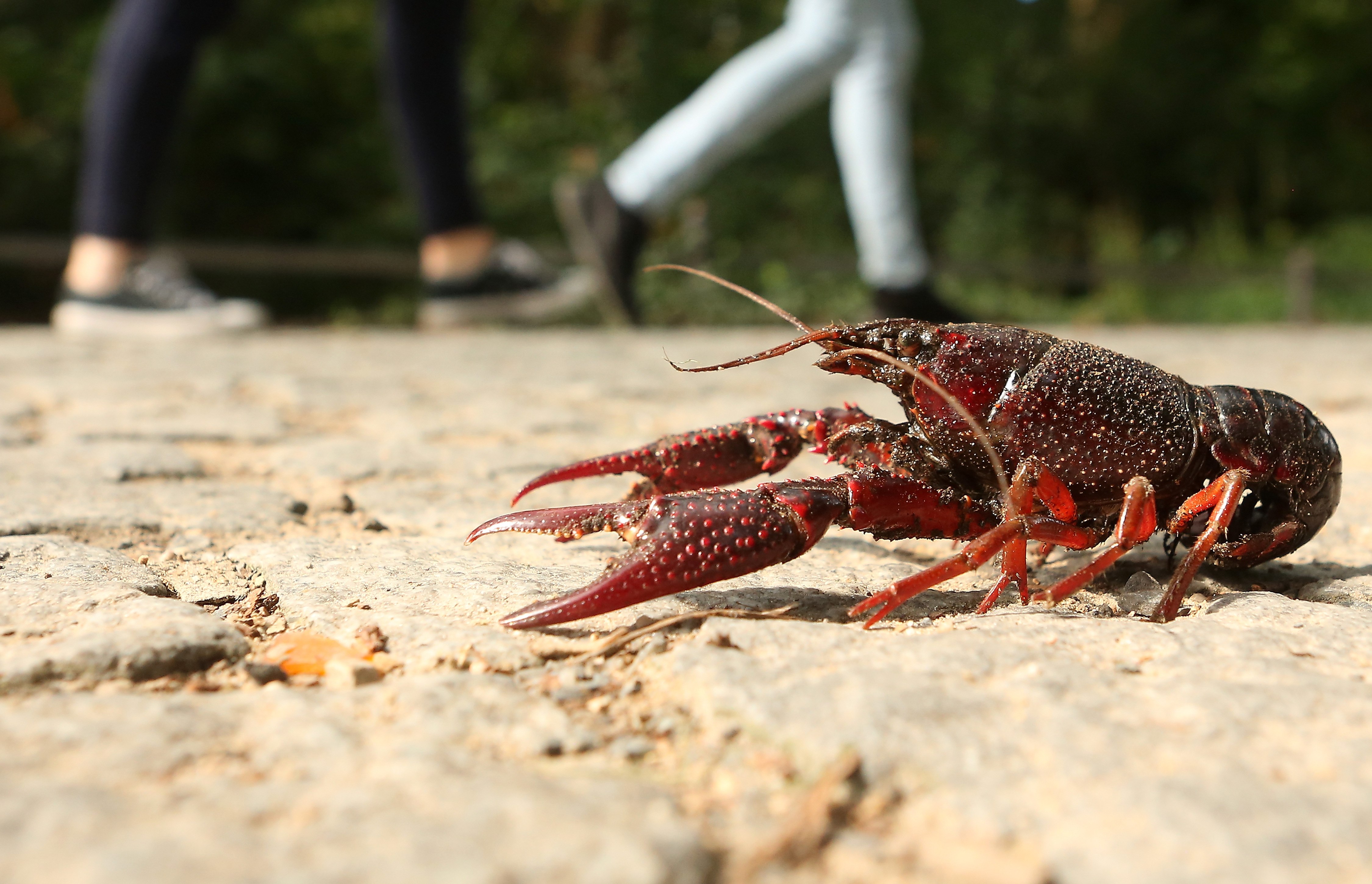 В какой воде водятся раки. Crawfish. Лобстер на белом фоне. Луизианский краб фото. Рачки картинки.