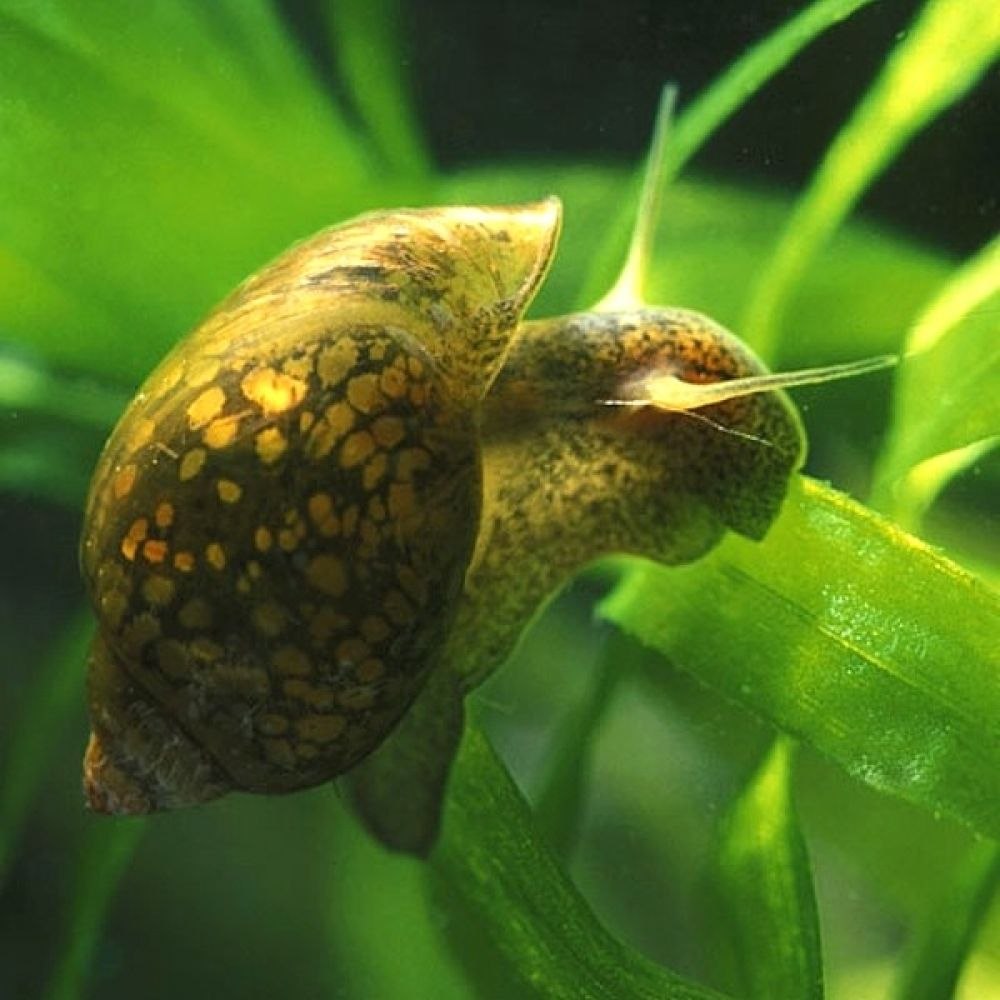 Физа пузырчатая Physa fontinalis
